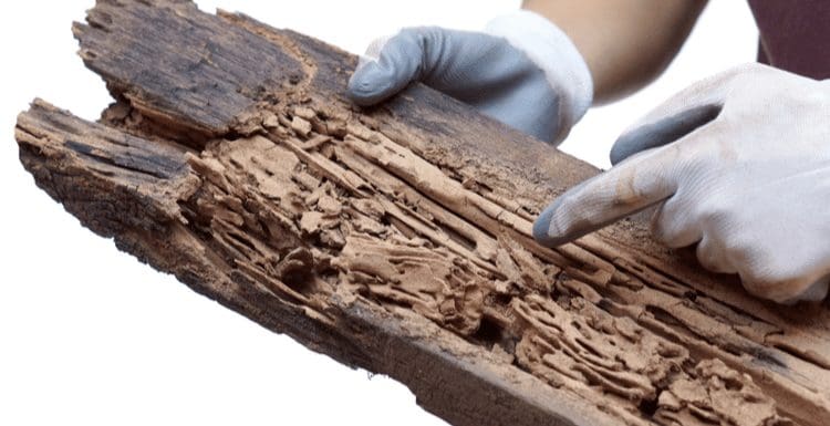 A number of termites sit on a log being held by a man in gloves in a white room for a piece on termite inspections