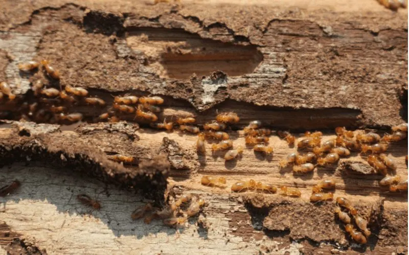 For a piece on termite inspection, a log filled with these insects