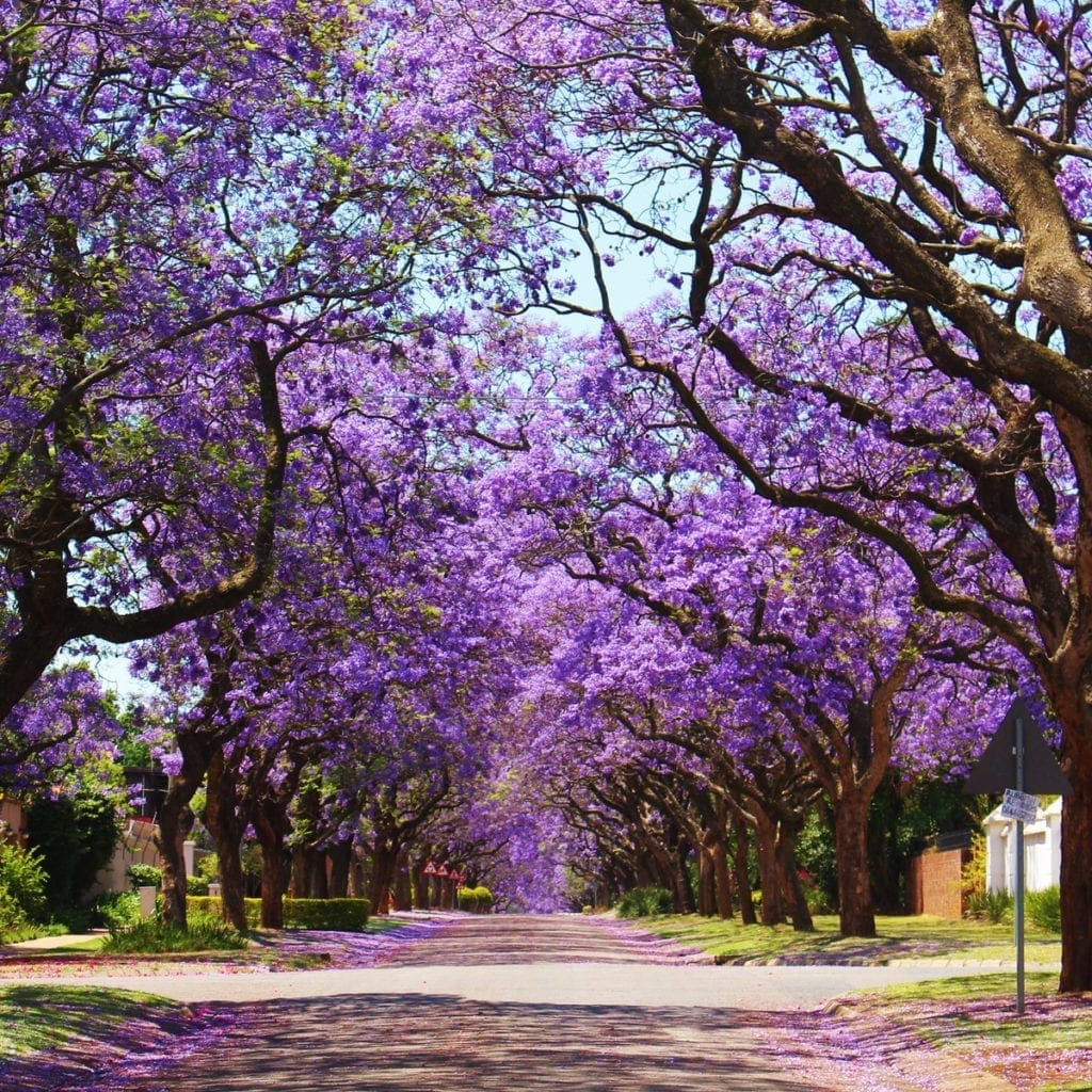 Jacaranda trees in Pretoria