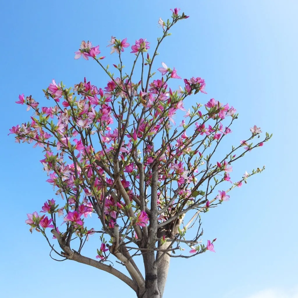 A purple flowering tree against a vibrant blue sky 