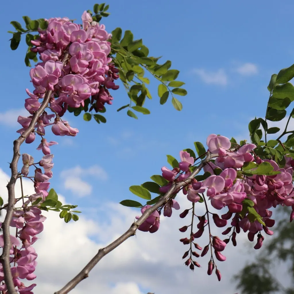 Branches of Purple Robe Locust with beautiful blurry purple flowers and cloudy sky in the background