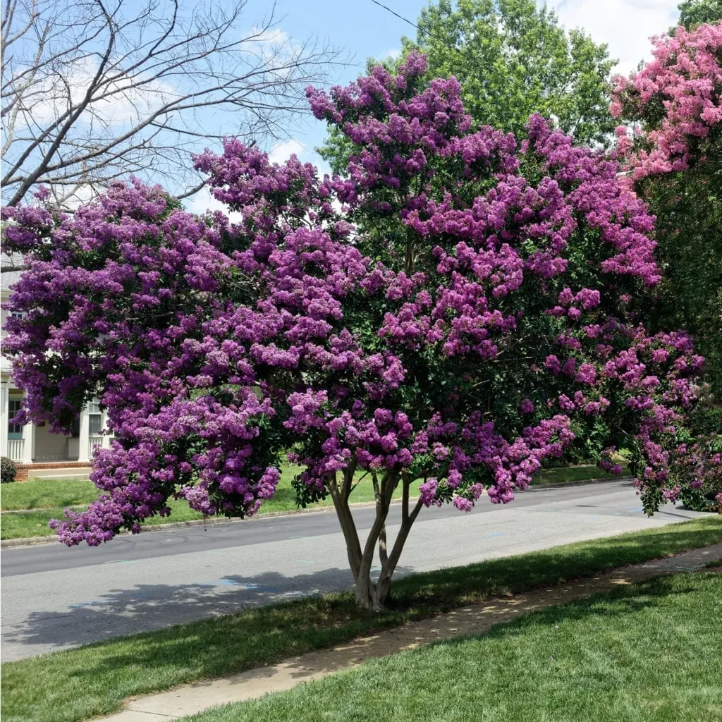Blooming summer purple crepe myrtle