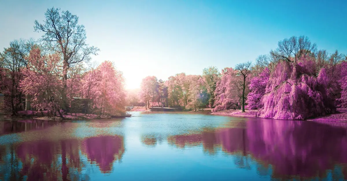 Purple flowering trees on a crisp autumn day with their reflection shining in a beautiful lake