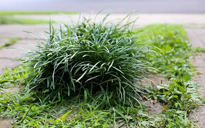 All the care that dwarf mondo grass need
