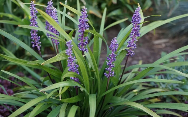 Liriope muscari blue-purple flowers