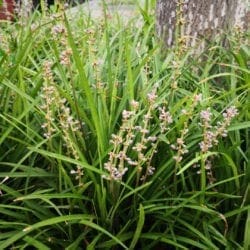 Liriope spicata plants with pink flower buds