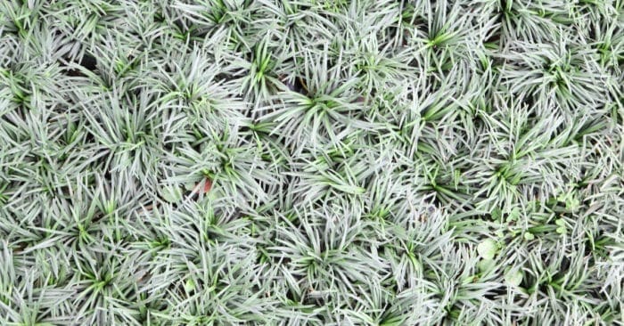 Why Dwarf Mondo Grass is the Perfect Addition to Your Garden