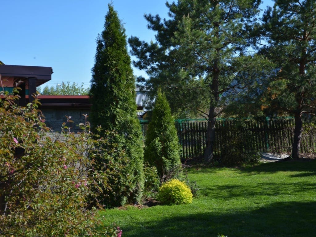 White cedar (Thuja occidentalis 'Smaragd') in a small garden. Two Thuja Smaragd at the entrance to the summer house. Sunny day.