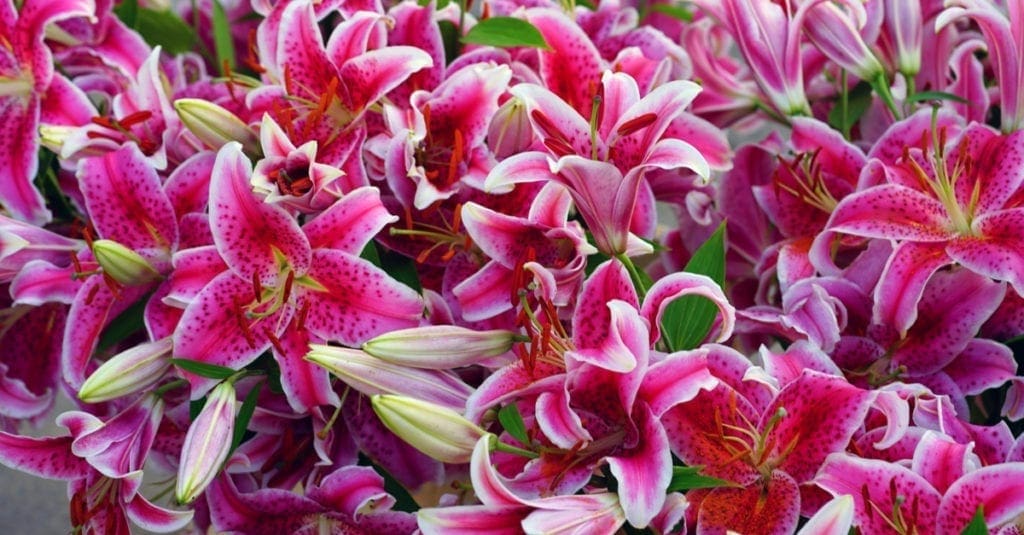 How to Plant and Care for Stargazer Lilies