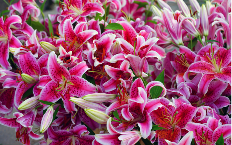 Bunch of fragrant Stargazer pink Asiatic lily flower in bloom