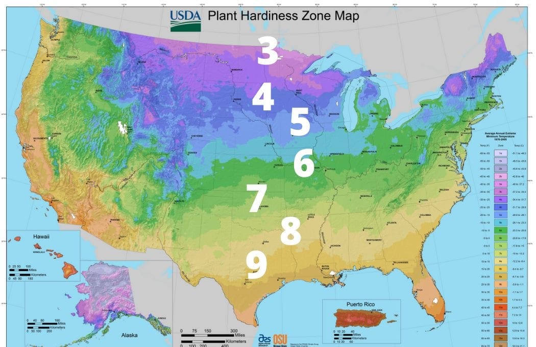 hardiness zone map for the Emerald Green Arborvitae guide