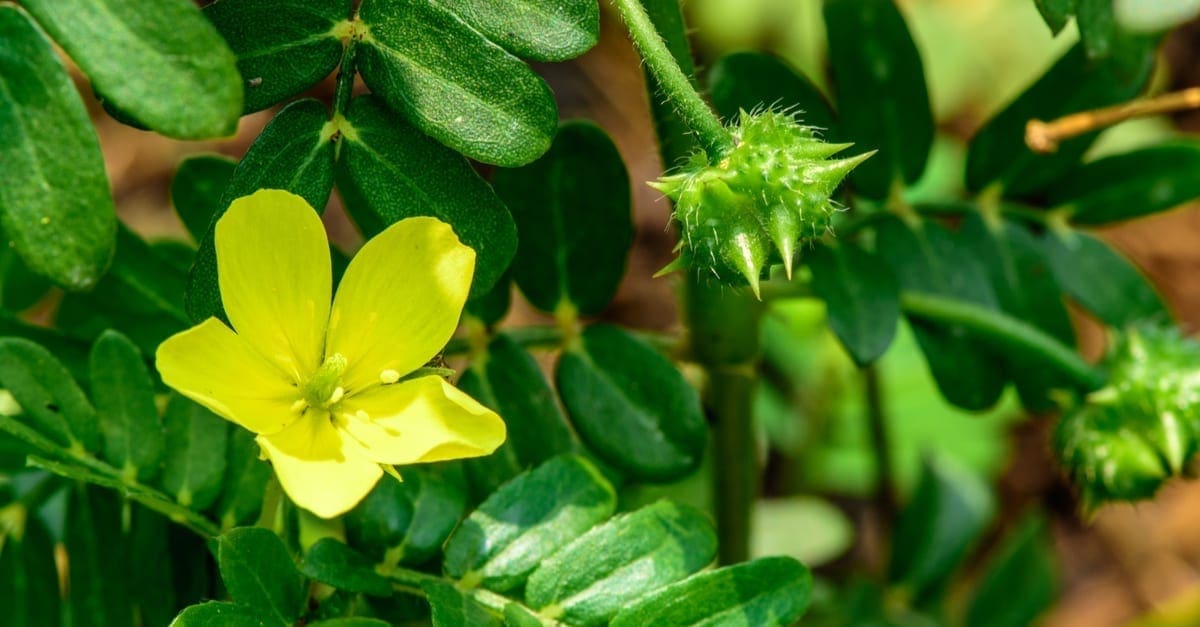 Tribulus terrestris (Bindii, Puncture, Caltrop, Devil) ; A colorful weeds plant. The yellow full bloom flower. Surrounded by small green leaves. the round fruits with thorn, spike & sharp like a bomb