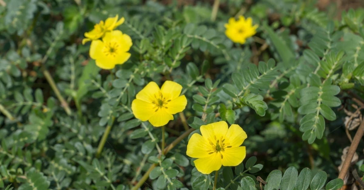Tribulus terrestris (Bindii, Puncture, Caltrop, Devil) ; A colorful weeds plant. The yellow full bloom flower. Surrounded by small green leaves. the round fruits with thorn, spike & sharp like a bomb.