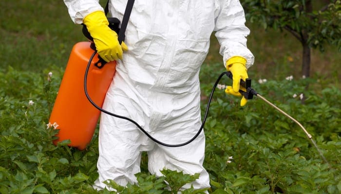 Man spraying toxic pesticides or insecticides in vegetable garden. Non-organic vegetables to get rid of Goathead weeds