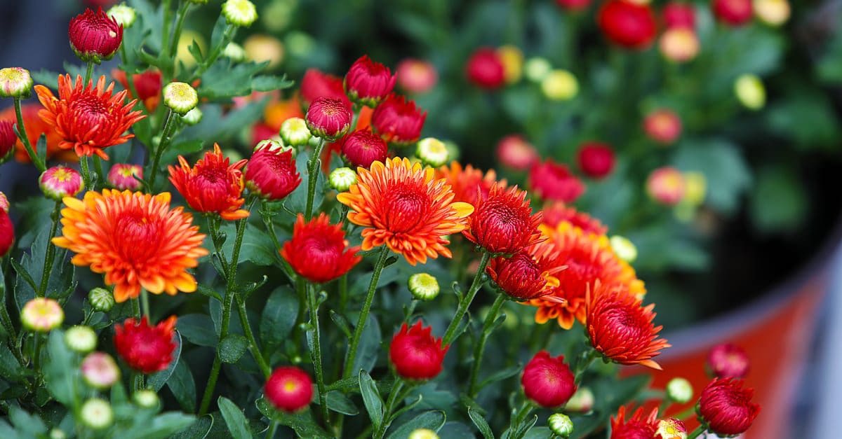 Fresh floral background with vibrant red and orange Chrysanthemum (Hardy Mums) flowers, vivid green foliage and blurred plants .