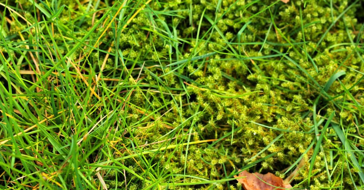 Moss in Lawn: How to Remove It