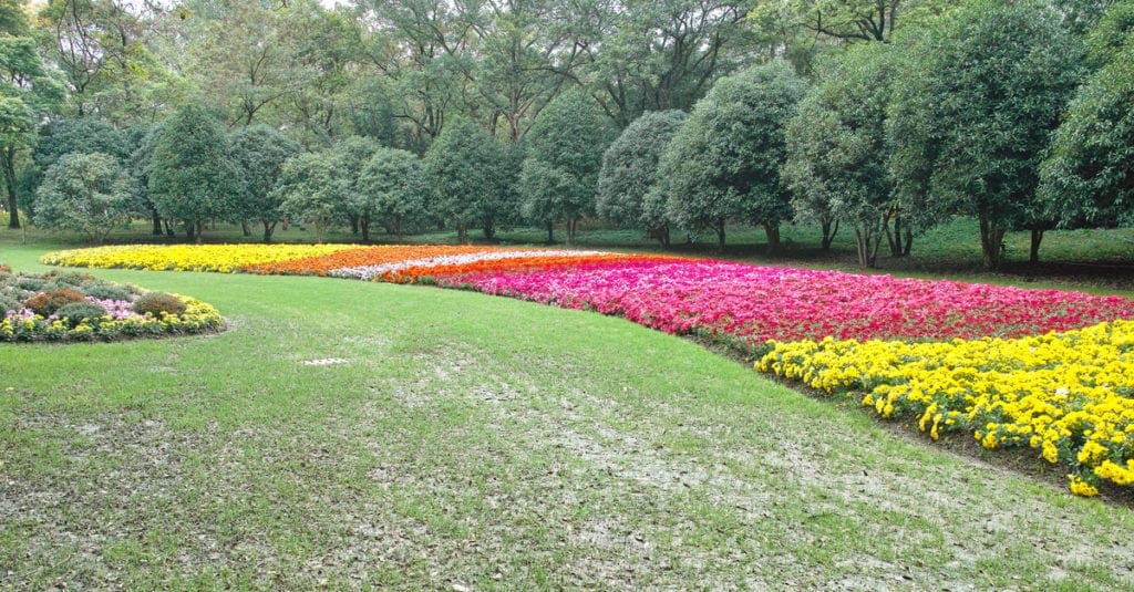 Autumn flowers series, beautiful chrysanthemum flowers bed in park.