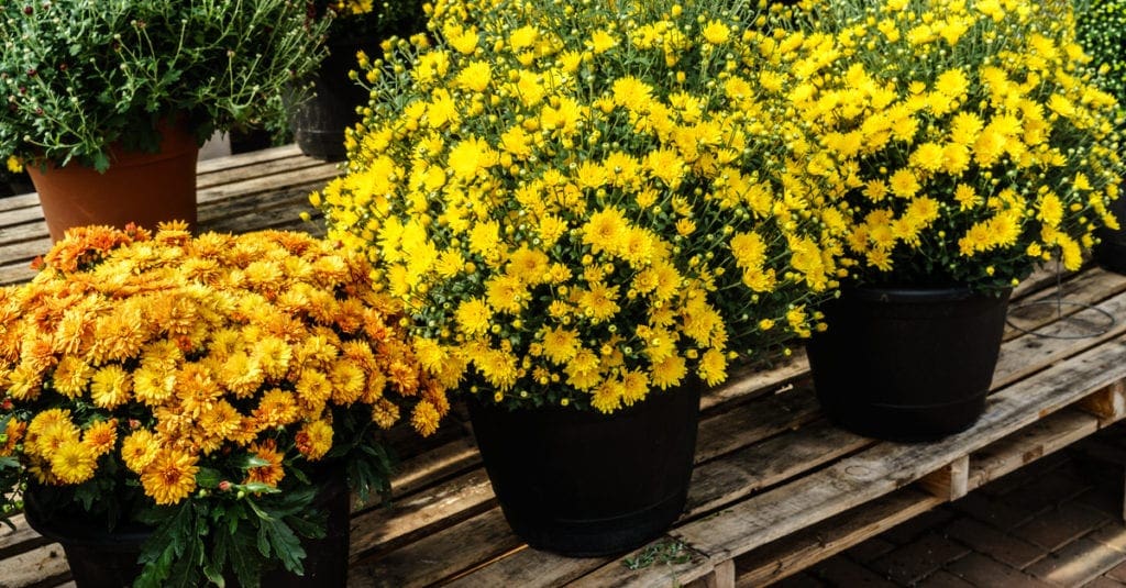 Fall potted mums on a greenhouse bench