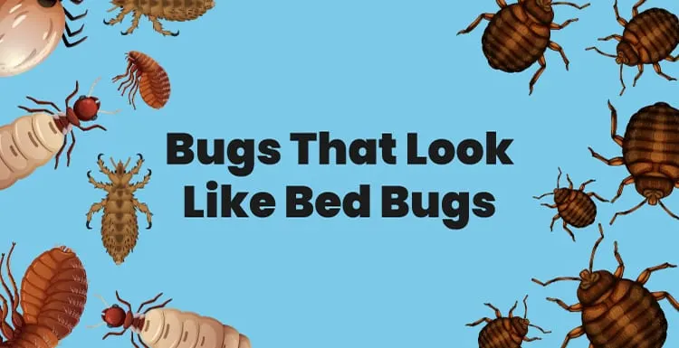 Bugs That Look Like Bed Bugs: Know the Difference
