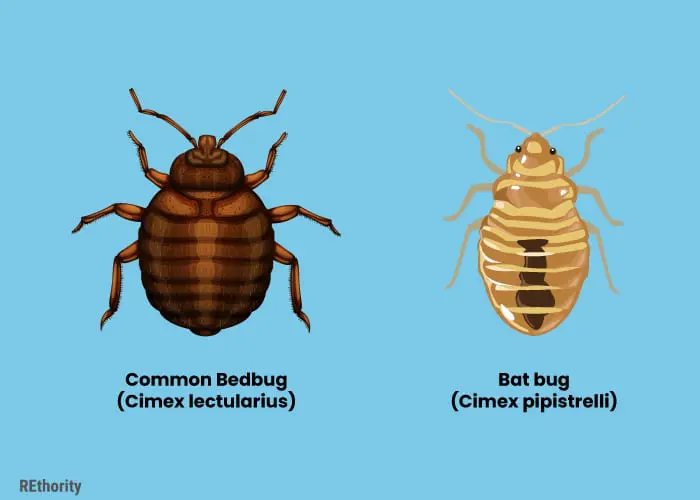 Two different types of bugs that look like bed bugs showing their street and scientific names