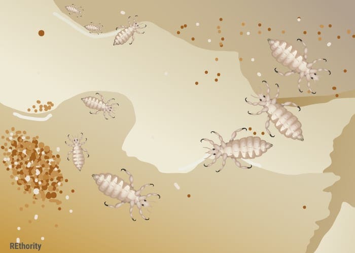 A bunch of booklice larvae