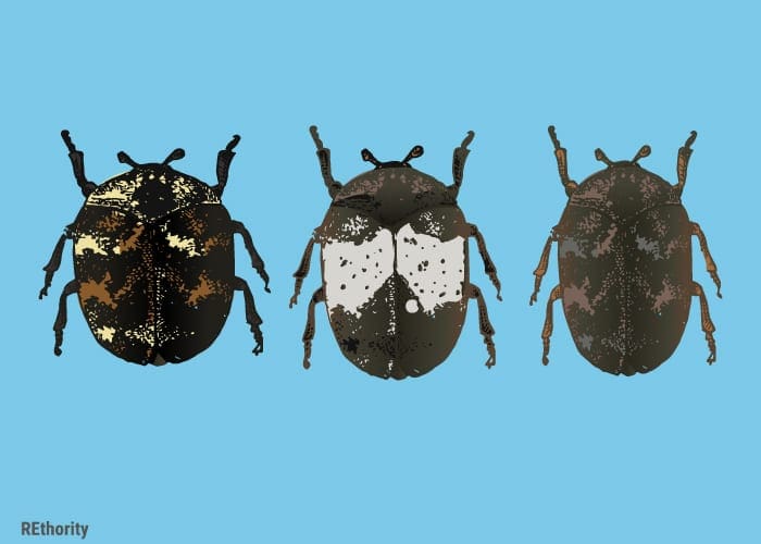 Carpet beetles as an image for a piece on bugs that look like bed bugs