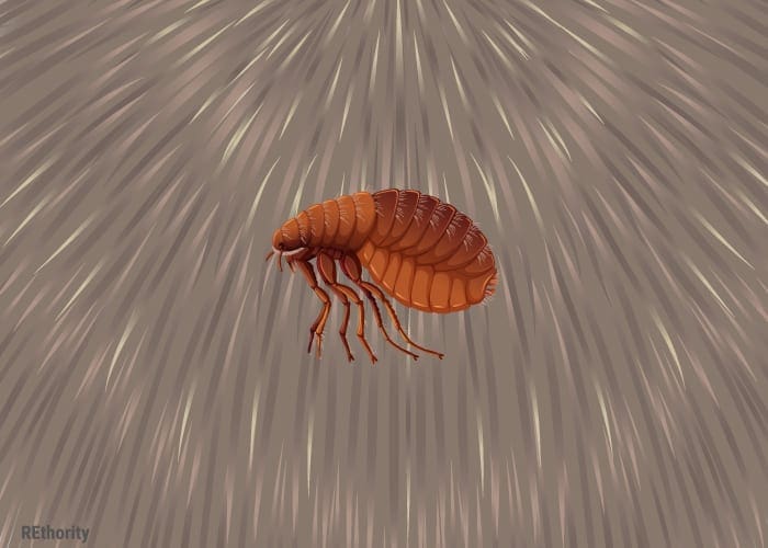 Bugs that look like bed bugs featuring a flea against a sandy background
