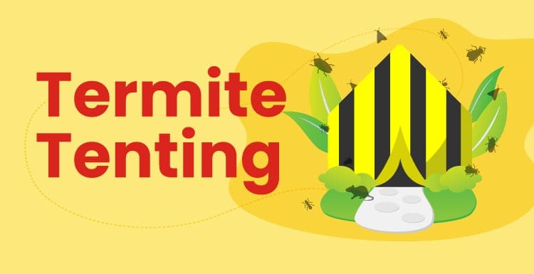 Termite Tenting: Worth the Cost or Not?