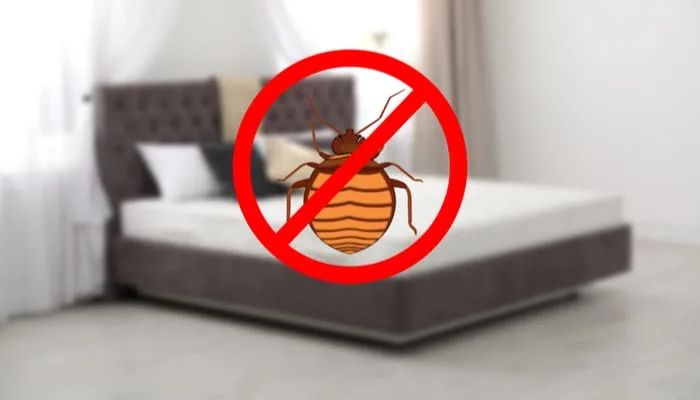 Modern clean mattress without bed bugs in room
