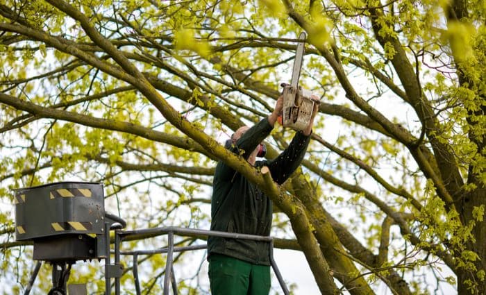 As an image for a piece on tree service near me, Tree pruning by a man with a chainsaw, standing on a mechanical platform, on high altitude between the branches of old oak trees