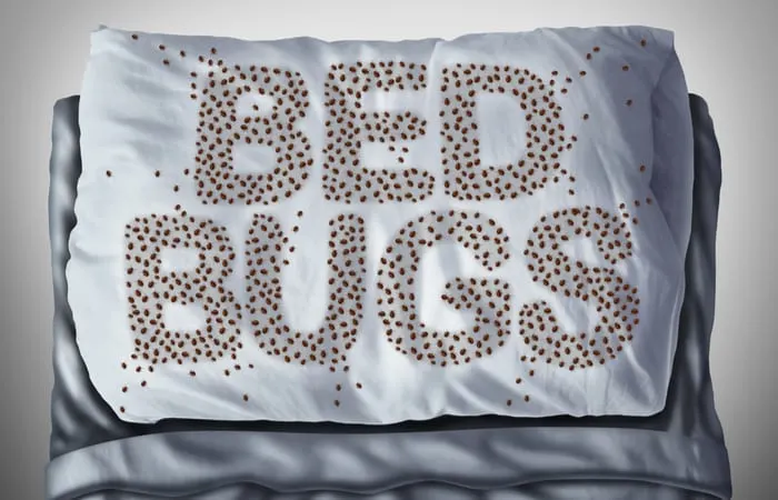 As an image for a piece on does rubbing alcohol kill bed bugs, Bed bug on pillow and in bed as a bedbug infestation concept shaped as text letters as parasitic insect pests under the sheets as a hygiene health care symbol.