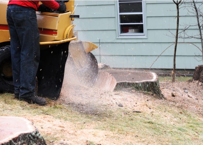 stump grinding with a yellow circular saw for a piece on tree services