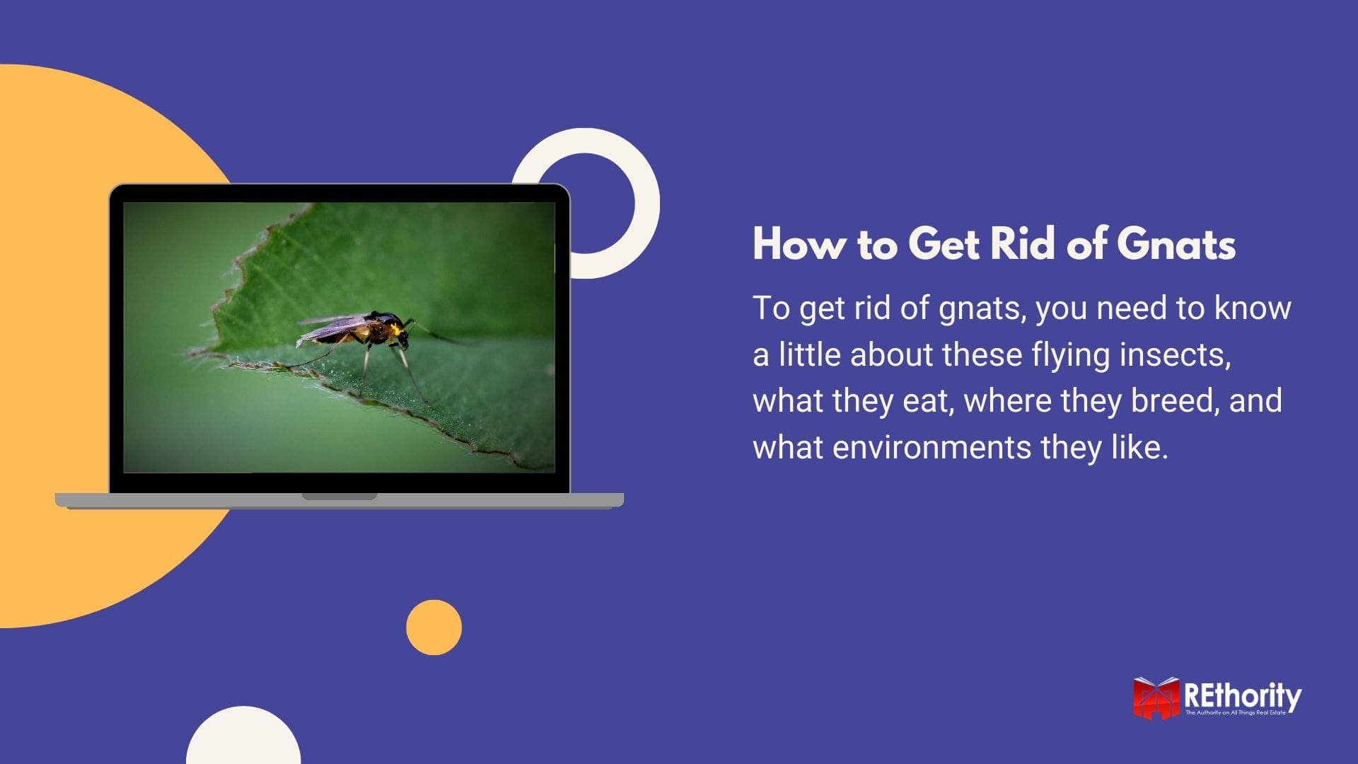 How to Get Rid of Gnats graphic featuring a small insect sitting on a green leaf displayed on a computer screen