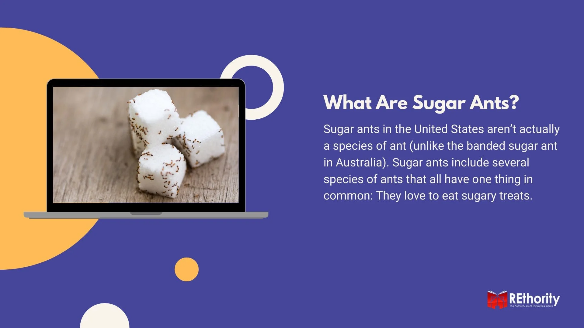What are sugar ants graphic featuring ants crawling over a sugar cube