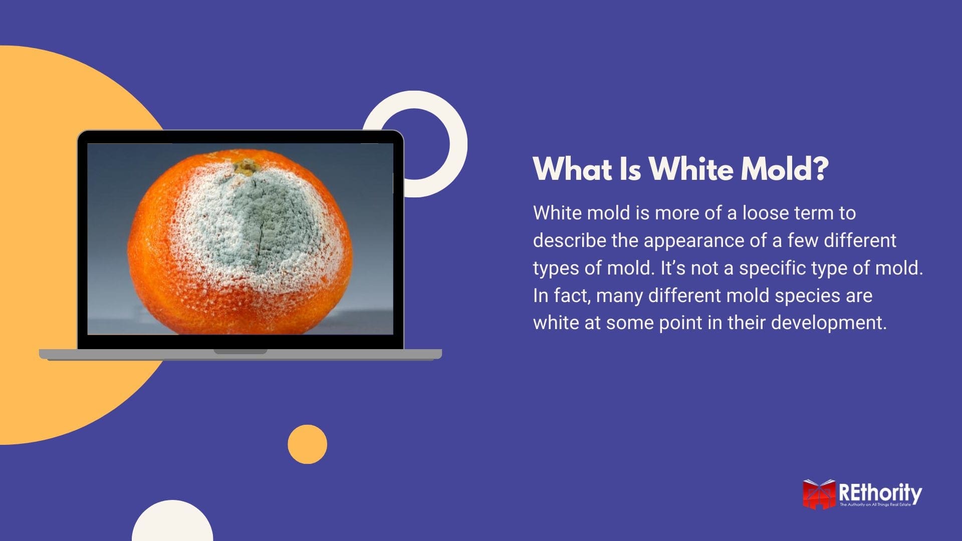 What is White Mold graphic featuring penicillium growing on an orange displayed on a computer screen alongside a description answering the question