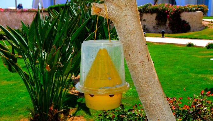 As an image for a piece on how to get rid of mosquitoes in the house, The original ecological trap for flies of yellow plastic hangs on a tree against a background of greenery and a blurry white building.