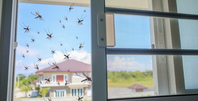 As an image for a piece on how to get rid of mosquitoes in the house, Many mosquitoes flying in to the house while insect net was opened