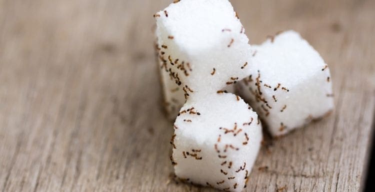 Closeup of sugar ants on cube sugars