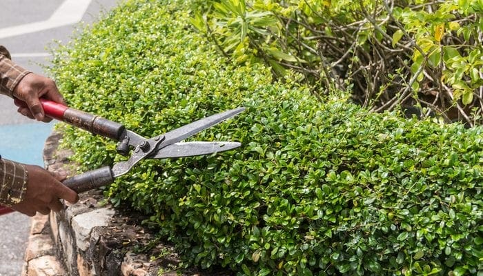 Professional gardener pruning an hedge, man trimming tree outdoors