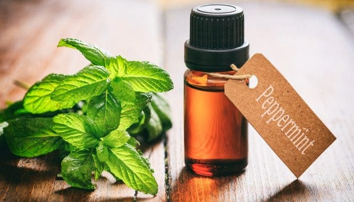 Peppermint essential oil and fresh twig on wooden background.Tag with text peppermint as a way to get rid of sugar ants