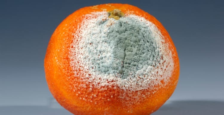 Penicillium citrinum growing on an orange. (also known as white mold)