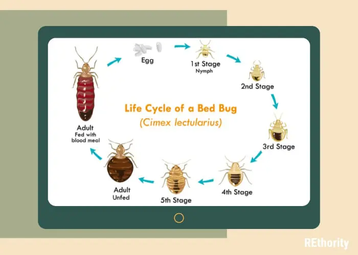 The life cycle of a bed bug displayed on a mac computer screen