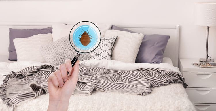 What Scent Keeps Bed Bugs Away? The 5 Most Effective
