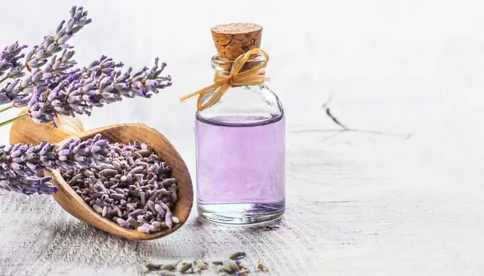 As one of the scents that keeps away bed bugs, Glass bottle of Lavender essential oil with fresh lavender flowers and dried lavender seeds on white wooden rustic table, aromatherapy spa massage concept. Lavendula oleum