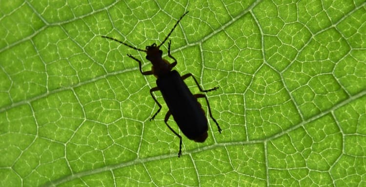 Silhouette of a bug (a Boxelder Bug) on a macro of green leaf background.