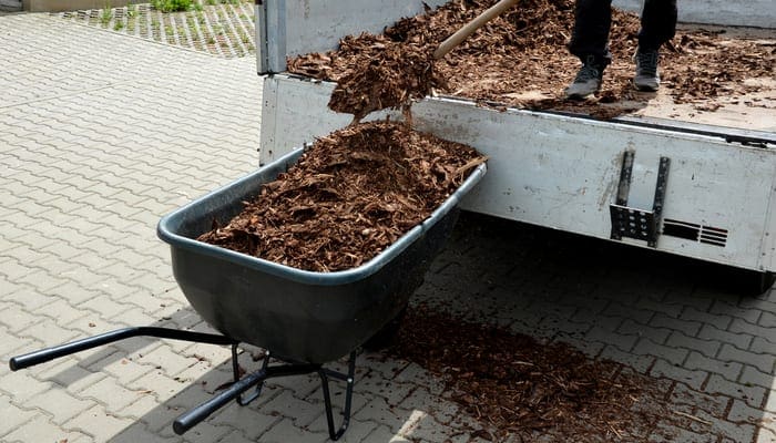 loading torture wood chips bark on a wheelbarrow with a shovel from a car and delivery to the garden where ornamental perennial beds are mulched by gardeners as an image for a piece on bulk mulch