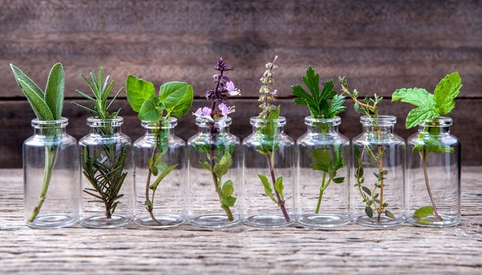 Bottle of essential oil with herbs holy basil flower, basil flower,rosemary,oregano, sage,parsley ,thyme and mint set up on old wooden background as an image for a piece on what scent keeps bed bugs away