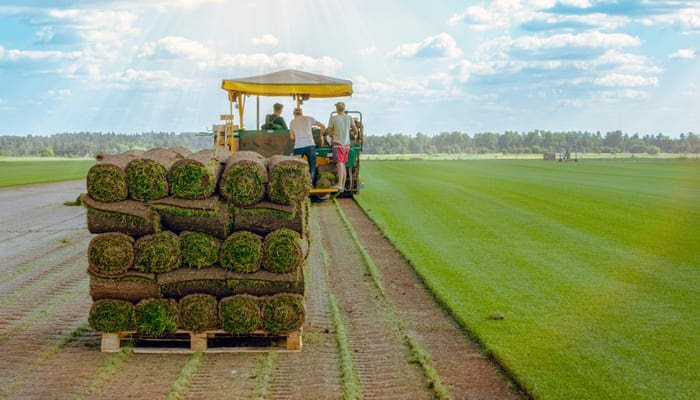 Sod near me featuring a Workers cut and stacked on pallets on the turf sod farm. Rolled lawn, green grass.