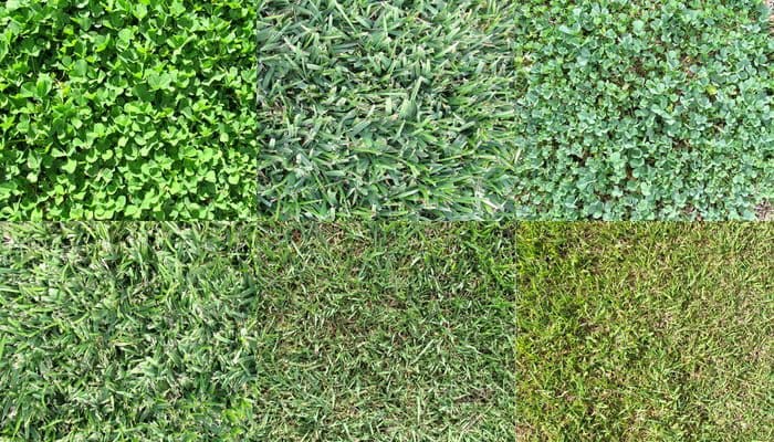 Various Grass Types for a piece on sod near you