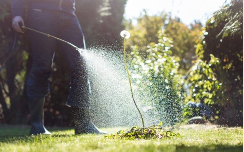 Man spraying a giant dandelion with a homemade weed killer from a bottle sprayer
